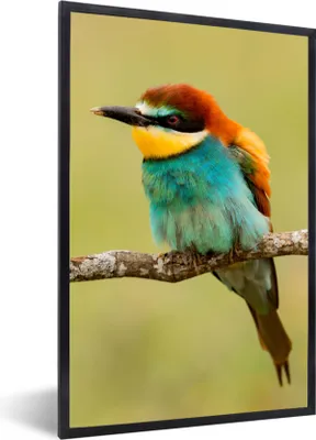 Produktbild von MuchoWow® Gerahmtes Poster Vogel - Bienenfresser - Tiere 60x90 cm - Poster mit Schwarzem Bilderrahmen Wandposter Rahmen Foto Bilder - Kunst