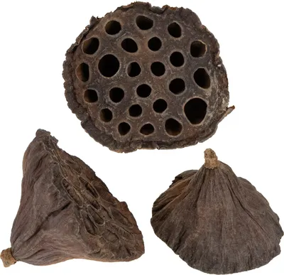 Produktbild von Natur Lotoskolben mittel 100 Stk – Trockenblumen Dekoration für Trauerkranz und Weihnachtsgestecke, 100 Stück