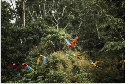 Produktbild von MuchoWow® Poster Papageien - Fliegen - Wald 180x120 cm - Fotoplakat