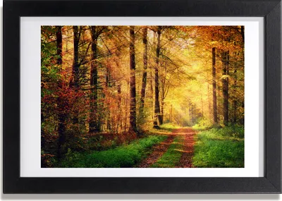 Produktbild von Bild 30x20 MDF-Rahmen, Wandkunst Wald im Herbst