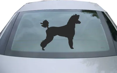 Produktbild von Indigos UG - Aufkleber Heckscheibe & Motorklappe DE7059 - schwarz - 600x539 mm - Pudel Caniche Hunderasse - Auto Scheiben Fenster Heckklappe Tuning Racing JDM - Die cut