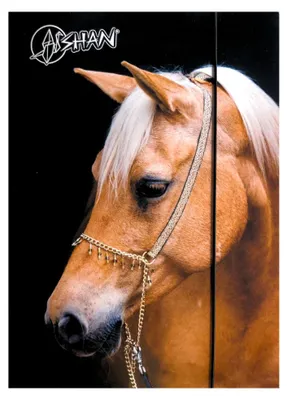 Image de Pochette A4 avec élastique « Cheval Shan »