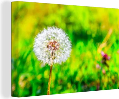 Obrázok produktu pre OneMillionCanvasses® - Obrazy na plátne - 140x90 cm, Púpava - Tráva - Kvetina, Nástenná umelecká tlač Nástenná dekorácia - Fotografia na plátne - Maľba na drevenom ráme