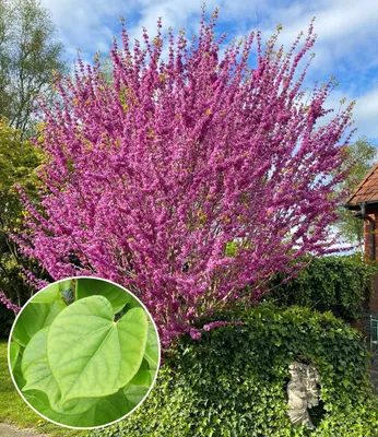 Produktbild von BALDUR Garten 1x Cercis 'Avondale', Judasbaum, Pflanze im 9x9 cm-Topf, Ziergehölz, Wuchshöhe ca. 200-400 cm, rosa Blütenmeer im Frühling, pflegeleicht, winterhart