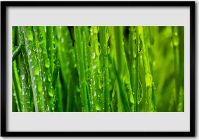 Produktbild von Bild 70x50 MDF-Rahmen Wandkunst Gras Natur Pflanze