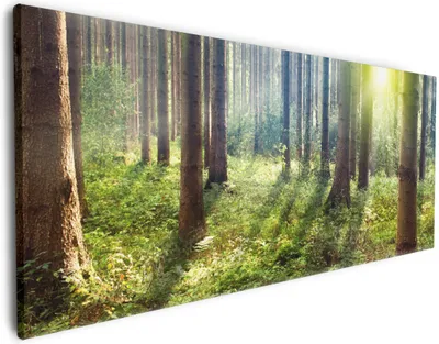 Produktbild von Wallario Premium Leinwandbild Sonnenuntergang im Wald zwischen den Bäumen in Größe 60 x 150 cm