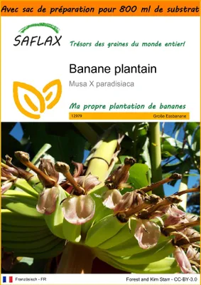 Image de SAFLAX Garden in the bag - Banane plantain - 10 graines - Musa