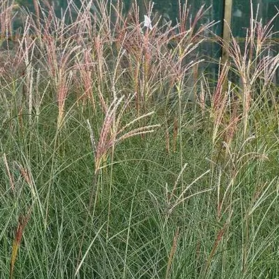 Produktbild von 6 x Garten-Chinaschilf Gracilimus - Miscanthus sinensis 'Gracillimus'  | Topf 9cm x 9cm