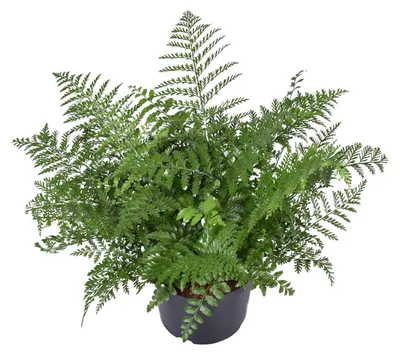 Zdjęcie produktu dla Asplenium Parvati - 45-55cm - Ø23cm - Roślina doniczkowa - Zimozielony