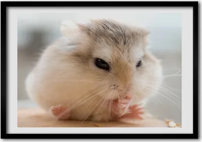 Produktbild von Bild - Bilder - Bilderrahmen - 70 cm x 50 cm - MDF-Rahmen, Wandkunst Hamster