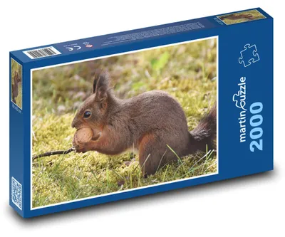 Zdjęcie produktu dla martinpuzzle - Puzzle 2000 - Veverka - hlodavec