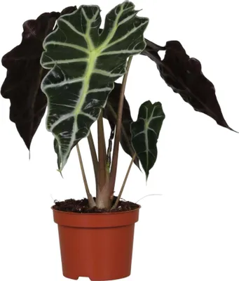 Immagine prodotto di Speciale Trendyplants - Alocasia Amazonica Polly - Pianta d'appartamento - Altezza 20-40 cm - Dimensioni vaso Ø12cm