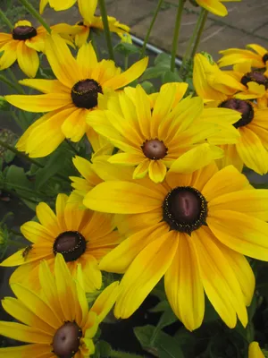 Produktbild von Rudbeckia - Sunbeckia ® Maya - Sonnenhut Sunbeckia ® Maya