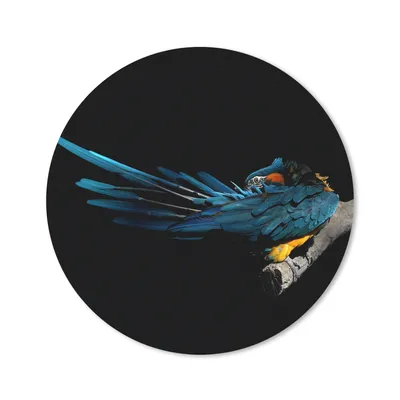 Produktbild von MuchoWow® Mauspad Mousepad Vogel - Federn - Zweig - Schwarz 30x30 cm - Mousepads - Maus Mat - Pad - Mausunterlage - Tischunterlage - Schreibtischmatten