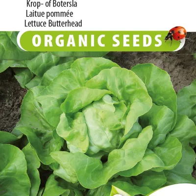 Immagine prodotto di Semi di lattuga Matilda o lattuga butterhead – Coltivate lattuga croccante e nutriente per insalate e altro ancora