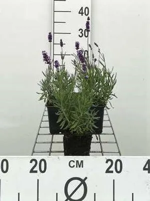 Immagine prodotto di 6 x Lavandula ang. hidcote' - Lavanda - Vaso 9 x 9 cm
