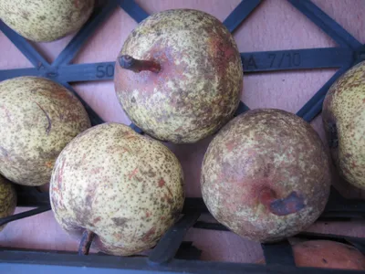 Produktbild von Pyrus communis Esperens Bergamotte - Winterbirne Esperens Bergamotte