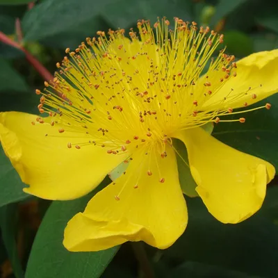 Obrázok produktu pre 6 x ľubovník bodkovaný - Hypericum calycinum | 9 cm x 9 cm kvetináč