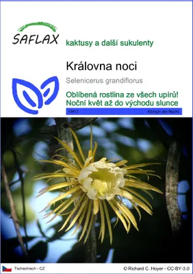 Obrázek produktu pro SAFLAX - královna noci - Selenicerus grandiflorus - 40 Semena