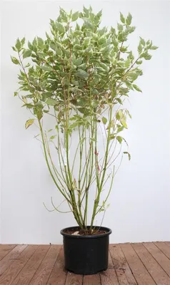 Produktbild von Cornus alba 'Elegantissima', Weißer Hartriegel, buntes Laub, 100–125 cm