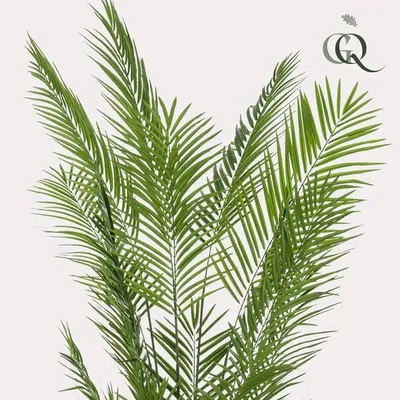 Obrázok produktu pre Areca Lutescens – umelá izbová rastlina, tropická palma, 240 cm