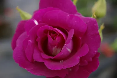 Produktbild von Beetrose Rhapsody in Blue ® - Rosa Rhapsody in Blue ® - purpurviolett - Duft++ - Cawlishaw-Rose