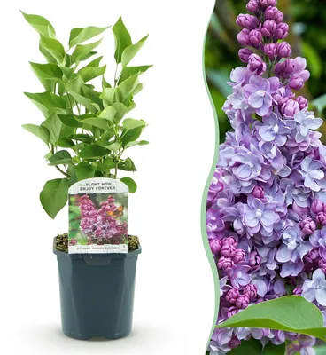 Image de Green boutiQ - Plante de jardin - Syringa vulgaris Michel Buchner - Lilas commun - Rustique - Rose - 1 plante - Pot de 17 cm - Hauteur 45 cm