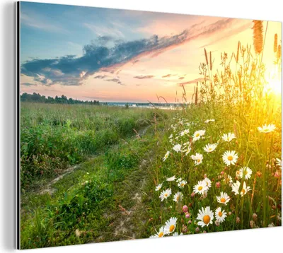 Produktbild von MuchoWow Wanddekoration Metall Metallbild Wandkunst 30x20 cm Blumen - Gänseblümchen - Natur - Sonne - Horizont MuchoWow Aluminium Gemälde - Aluminiumgemälder