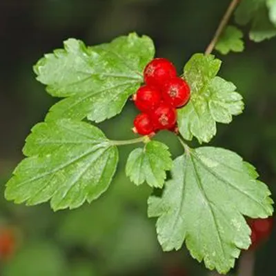 Immagine prodotto di 2 x Ribes - Ribes alpinum | 50-60 cm in contenitore