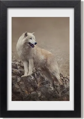 Produktbild von Bild 20x30 MDF-Rahmen, Wandkunst Wolf auf dem Felsen