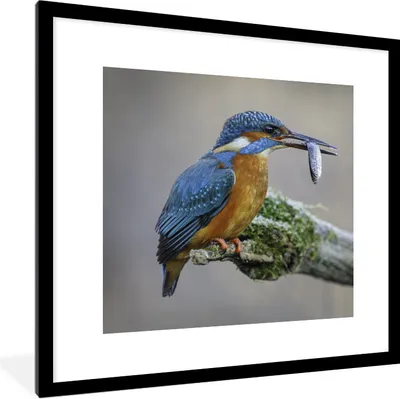 Produktbild von MuchoWow® Gerahmtes Poster Eisvogel - Fisch - Tier 40x40 cm - Poster mit Schwarzem Bilderrahmen Wandposter Rahmen Foto Bilder - Poster - Plakat im Rahmen