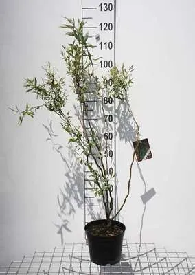 Produktbild von Salix bab. 'Tortuosa' - Drehenweide 40- 60 cm - Container