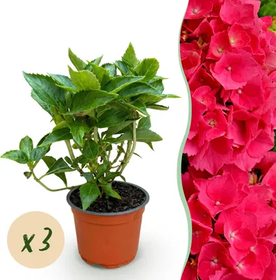 Image de Hydrangea macrophylla Red - Hydrangea - Rustique - Rouge - 3 Plantes - 20-30cm - Ø12cm - Plante de jardin