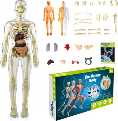 Obrázok produktu pre 3D Edukačný Anatomický Model Ľudského Tela - Svaly, Kosti a Orgány