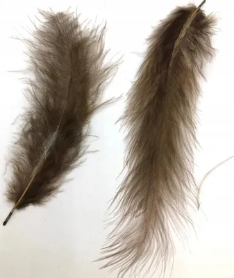Immagine prodotto di Piume marroni 10-12 cm Confezione da 50 pezzi
