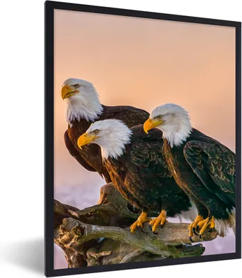 Produktbild von MuchoWow® Gerahmtes Poster Vögel - Natur - Raubvögel - Adler 60x80 cm - Poster mit Schwarzem Bilderrahmen Wandposter Rahmen Foto Bilder - Premium - Wanddeko Wohnzimmer