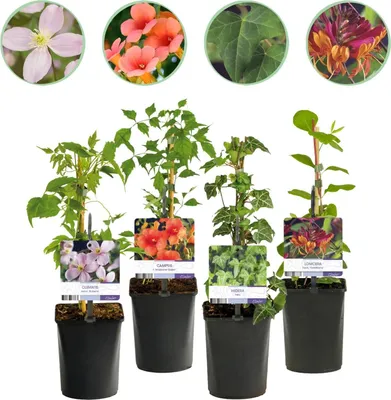 Produktbild von GreenboutiQ - Kletterpflanzen Rainbow - Clematis montana Rubens Hedera helix lonicera Goldflame Campsis madame Galen - Ganzjährig Farbe - Wenig Pflege - 4 Pflanzen - Topf 11cm Höhe 40cm