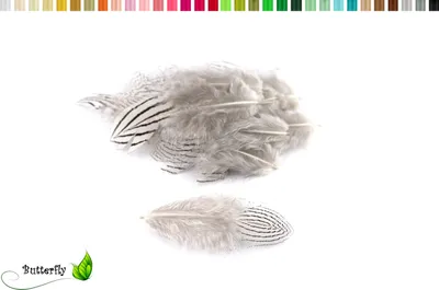 Produktbild von 20 Fasanenfedern ZEBRA ca. 4-8cm