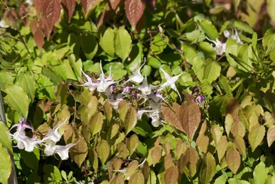Produktbild von Epimedium grandiflorum 'Akebono', Elfenblume, rosa, ca. 9x9 cm Topf