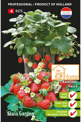 Image de Graines de fraises Tresca – Cultivez des fraises sucrées et juteuses – Haute qualité pour le potager – Riches en nutriments – Utilisation polyvalente