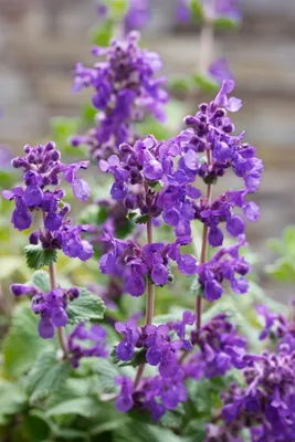 Produktbild von Nepeta racemosa 'Superba', Katzenminze, blauviolett, ca. 9x9 cm Topf