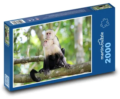 Produktbild von martinpuzzle - Puzzle 2000 Teile - Kapuzineraffe