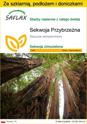 Zdjęcie produktu dla SAFLAX - Zestaw do uprawy - Sekwoja Przybrzeżna - 50 Nasiona - Z mini szklarnią, podłożem uprawowym i 2 doniczkami - Sequoia sempervirens