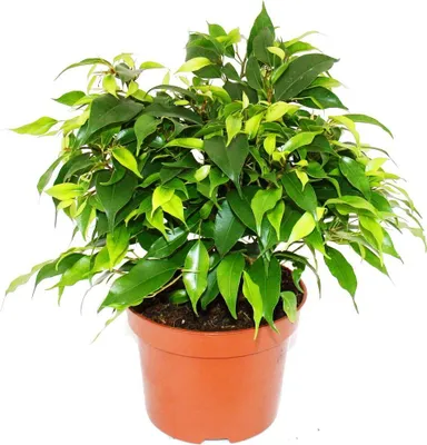 Zdjęcie produktu dla Figa brzozowa krzaczasta - Ficus benjamini "Kinky Green" - doniczka 12 cm