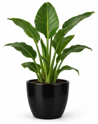 Produktbild von Floran Blumentopf „Boule“ - schwarz - glanzend - Keramik - D32 x H27 cm - Blumentopf