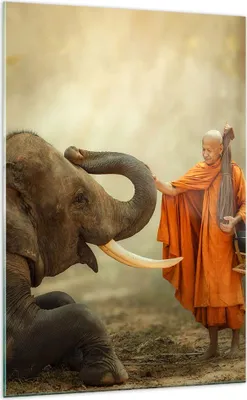 Produktbild von Bilder auf glas - Einteilig - Elefant Mönch Stoßzahn - 70x100cm - Glasbilder - Wandbilder - Bilder - zum Aufhängen bereit - Wanddekoration aus Glas - Glas Bilder - Wandbild auf Glas - GPA70x100-3484