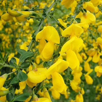 Immagine prodotto di 2 piante di Ginestra comune (Cytisus scoparius 'Vanesse'), altezza 40-60 cm, in vaso