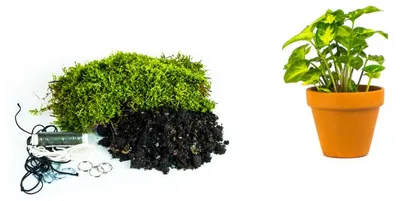 Produktbild von Gardners Kokedama "Selbst gestalten" Syngonium Pixie (S)
