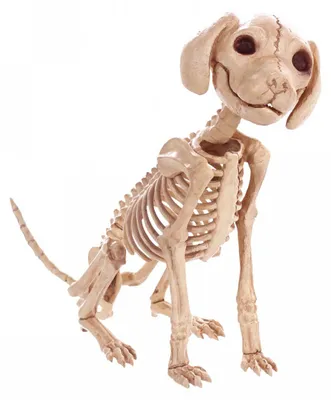 Produktbild von Hunde Skelett als Halloween Deko 30 cm