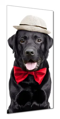 Produktbild von Wallario selbstklebende Duschrückwand 80 x 190 cm mit Motiv Schwarzer Labrador Retriever mit roter Fliege und Mütze - Wandverkleidung mit Hochglanzlaminat in Glasoptik